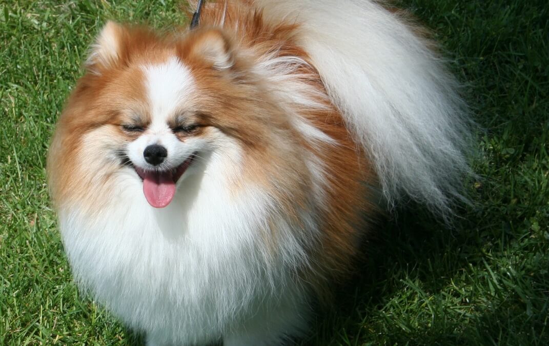 New Born Puppy Video