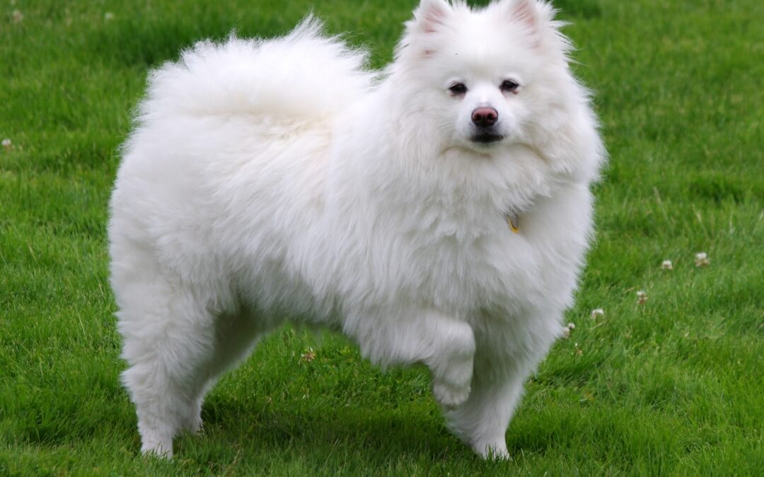 Continuation of New Born Puppy Video