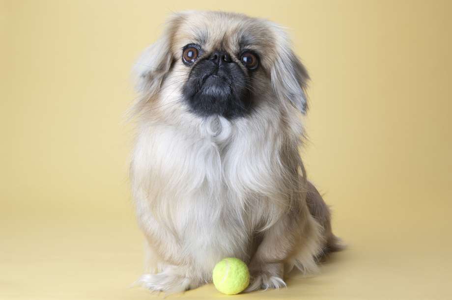 Rescued Pups… LOVE!