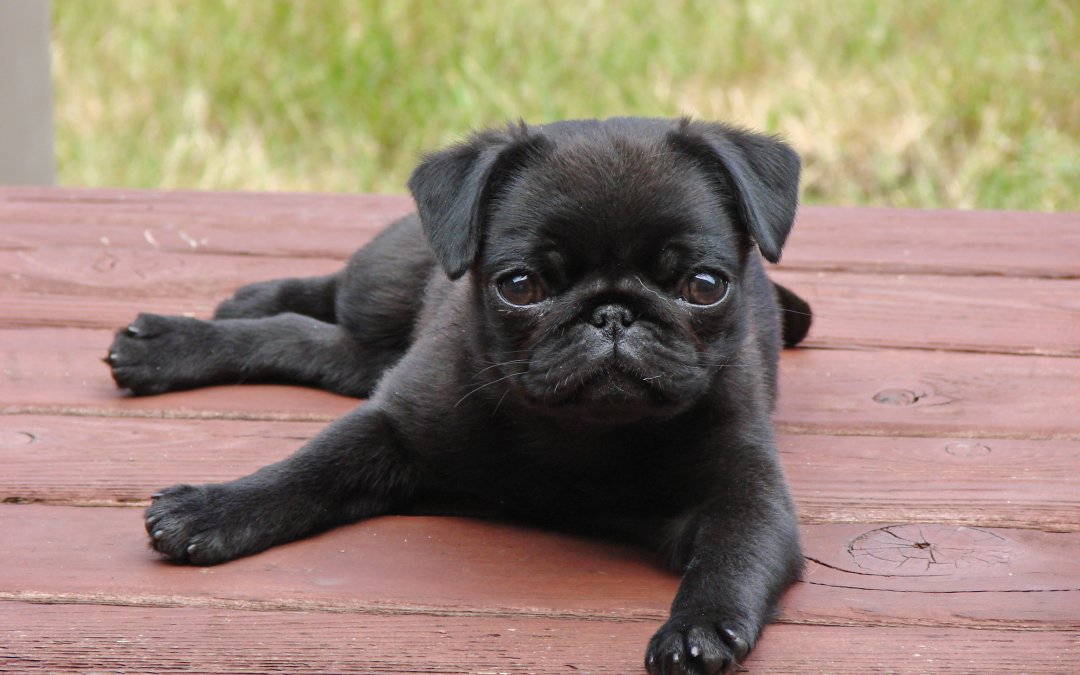Why its time to get yourself a pug