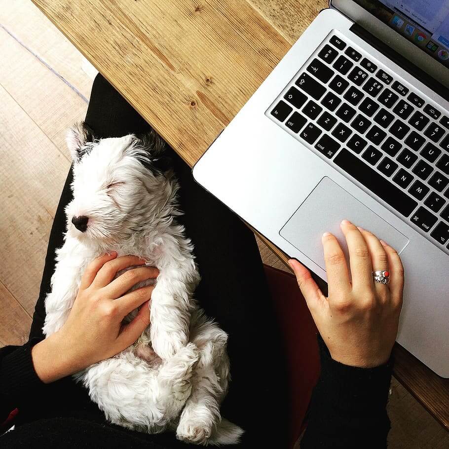 working from home with your pets